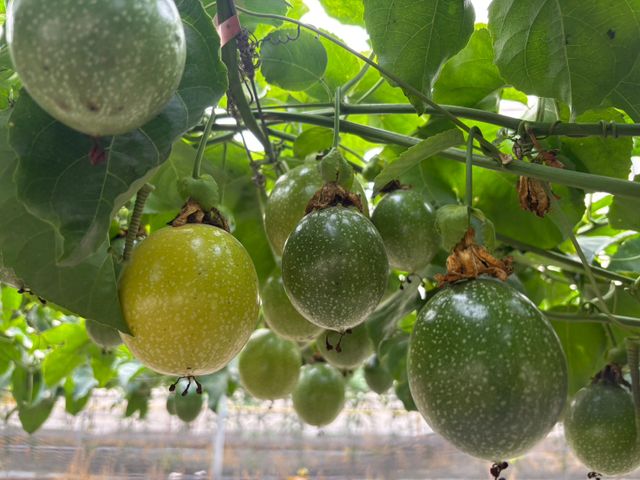 【彰化福興 夢幻逸品黃金百香果】香氣三層次，入口就知道不同