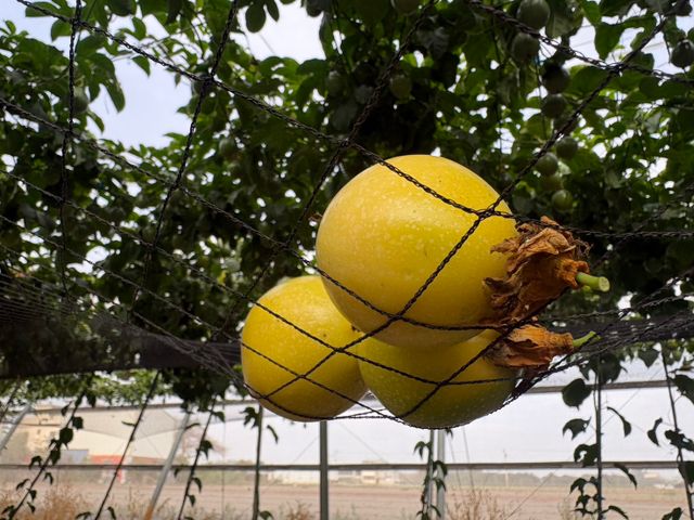 【彰化福興 夢幻逸品黃金百香果】香氣三層次，入口就知道不同