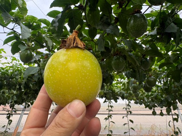 【彰化福興 夢幻逸品黃金百香果】香氣三層次，入口就知道不同