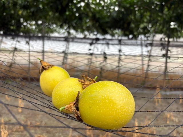 【彰化福興 夢幻逸品黃金百香果】香氣三層次，入口就知道不同