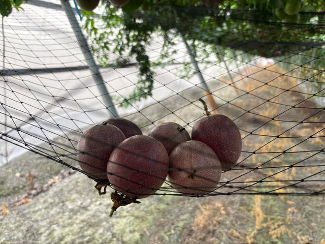 【彰化福興 新興品種藍星百香果】全糖零酸的夢幻果實 一口顛覆味蕾想像