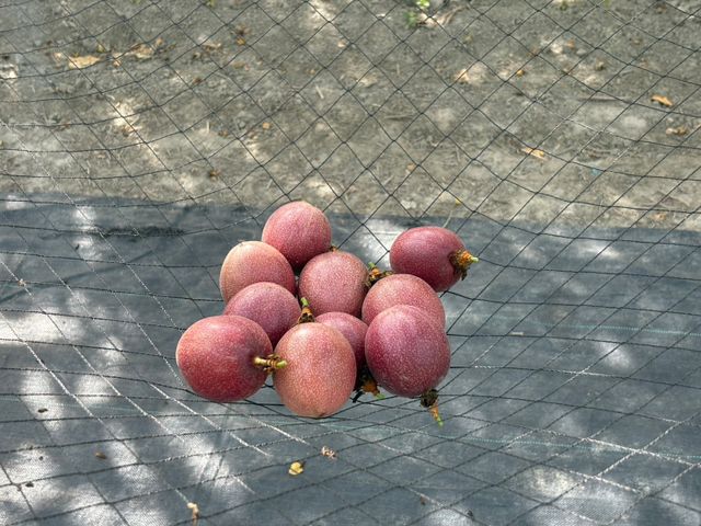 【彰化福興 新興品種藍星百香果】全糖零酸的夢幻果實 一口顛覆味蕾想像