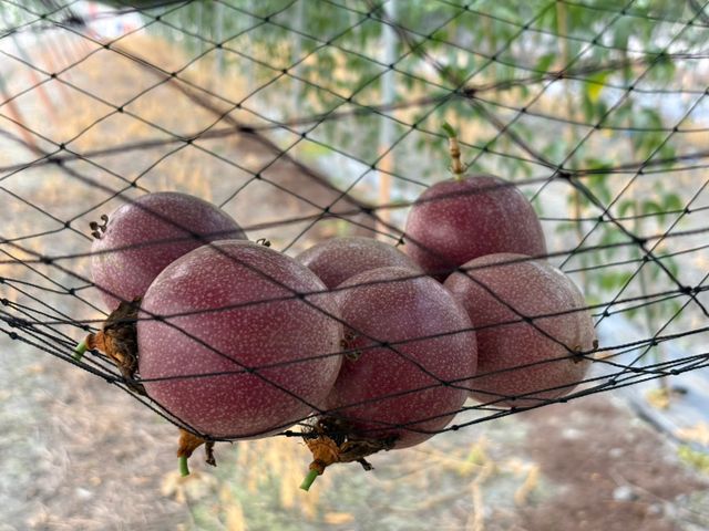 【彰化福興 新興品種藍星百香果】全糖零酸的夢幻果實 一口顛覆味蕾想像