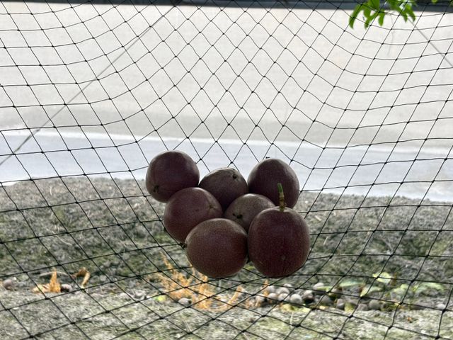 【彰化福興 新興品種藍星百香果】全糖零酸的夢幻果實 一口顛覆味蕾想像