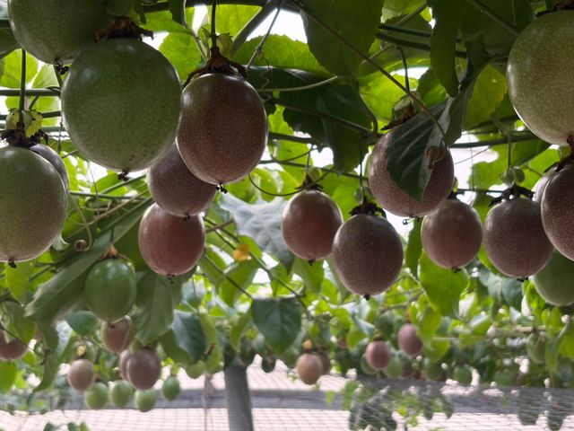 【彰化福興 新興品種藍星百香果】全糖零酸的夢幻果實 一口顛覆味蕾想像