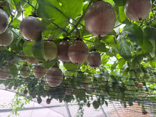 【彰化福興 新興品種藍星百香果】全糖零酸的夢幻果實 一口顛覆味蕾想像