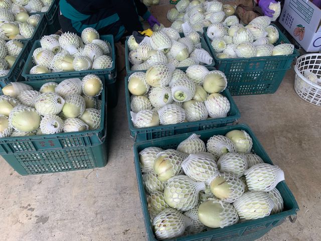 【預購！市場少見 香瓜茄(人蔘果)】果實清甜多汁 適合養生族群食用