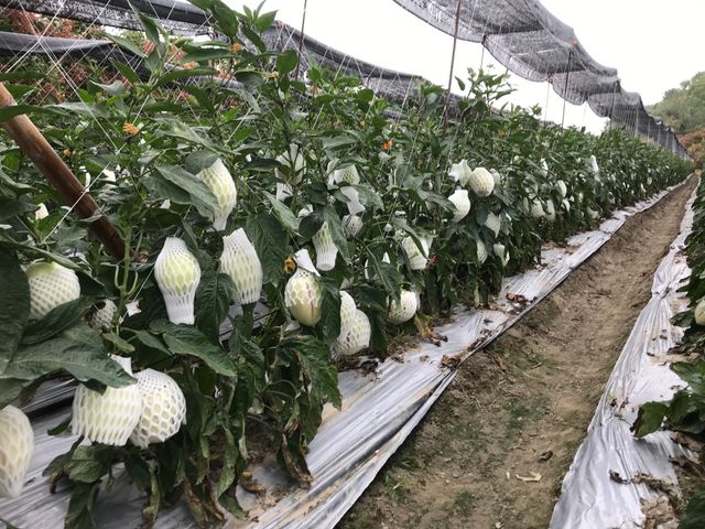 【預購！市場少見 香瓜茄(人蔘果)】果實清甜多汁 適合養生族群食用