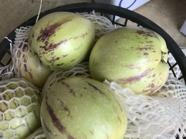 【預購！市場少見 香瓜茄(人蔘果)】果實清甜多汁 適合養生族群食用