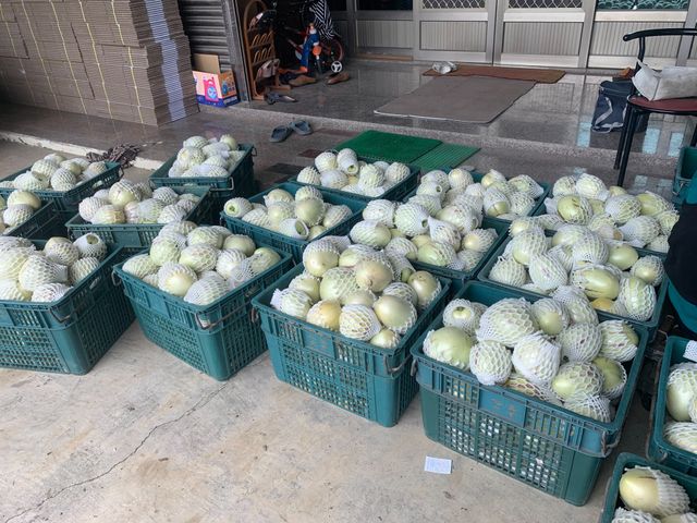 【預購！市場少見 香瓜茄(人蔘果)】果實清甜多汁 適合養生族群食用