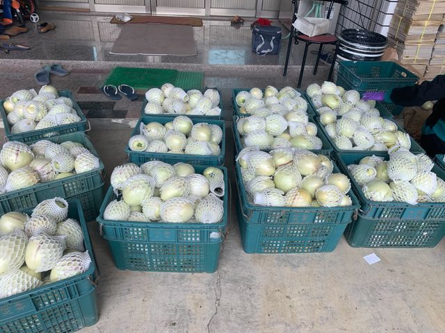 【預購！市場少見 香瓜茄(人蔘果)】果實清甜多汁 適合養生族群食用