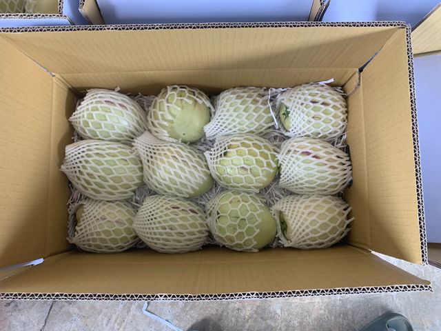 【預購！市場少見 香瓜茄(人蔘果)】果實清甜多汁 適合養生族群食用