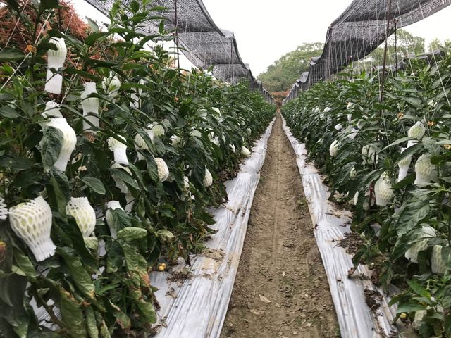 【預購！市場少見 香瓜茄(人蔘果)】果實清甜多汁 適合養生族群食用