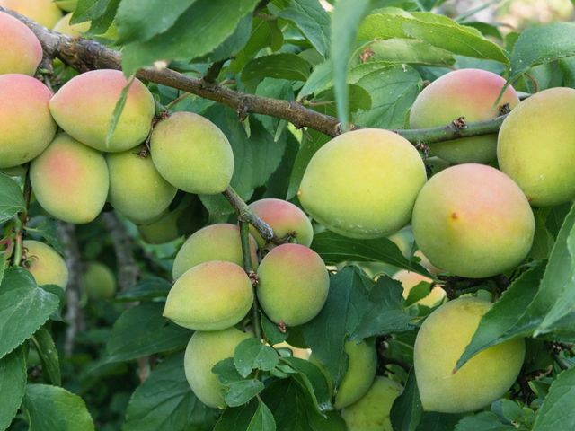 【搶先九折預購！梅嶺手採胭脂梅】春日限定・錯過再等一年