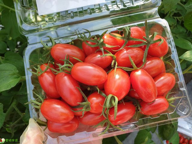 【酸甜美味！極品牛奶小蕃茄】小番茄甜中帶酸 皮脆爆漿