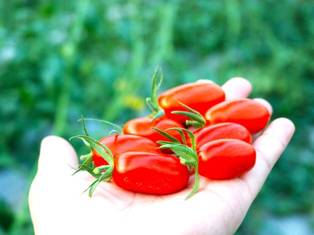 【酸甜美味！極品牛奶小蕃茄】小番茄甜中帶酸 皮脆爆漿