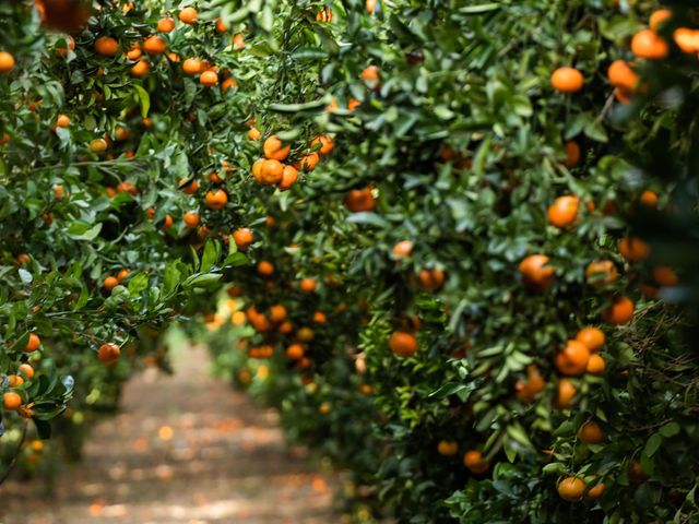 【天然小零嘴！美國加州砂糖橘】酸甜好滋味 皮薄易剝纖維細