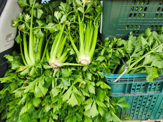 【免運！新鮮直送 雲林無毒西洋芹】富含多種維生素 吃得到自然新鮮與安心感！