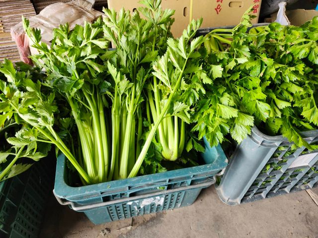 【免運！新鮮直送 雲林無毒西洋芹】富含多種維生素 吃得到自然新鮮與安心感！