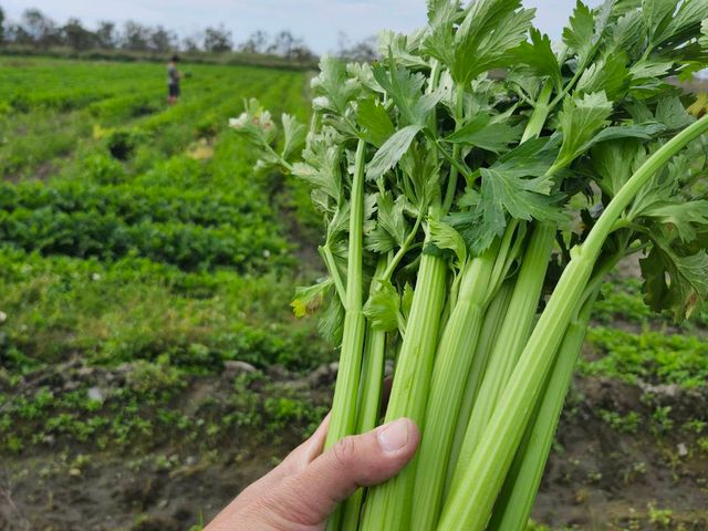 【免運！新鮮直送 雲林無毒西洋芹】富含多種維生素 吃得到自然新鮮與安心感！