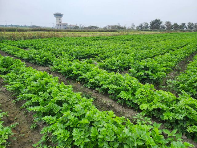 【免運！新鮮直送 雲林無毒西洋芹】富含多種維生素 吃得到自然新鮮與安心感！