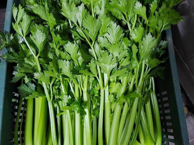 【免運！新鮮直送 雲林無毒西洋芹】富含多種維生素 吃得到自然新鮮與安心感！