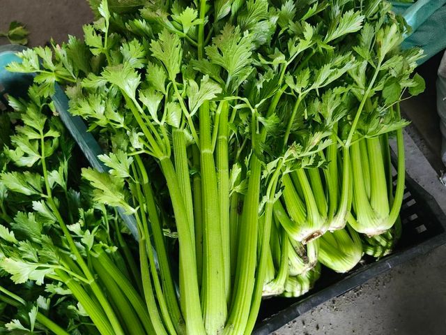 【免運！新鮮直送 雲林無毒西洋芹】富含多種維生素 吃得到自然新鮮與安心感！