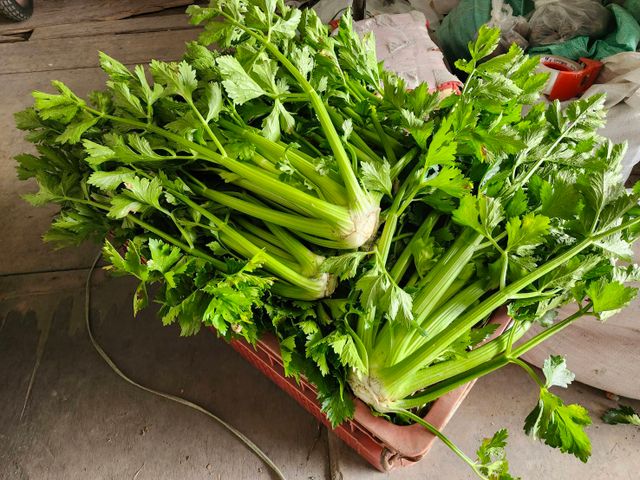 【免運！新鮮直送 雲林無毒西洋芹】富含多種維生素 吃得到自然新鮮與安心感！