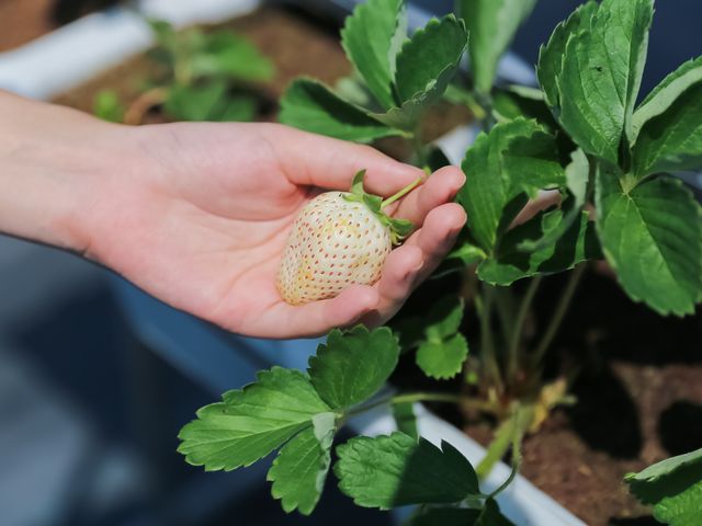 【搶先開賣｜夢幻系無毒白草莓(15-20入)ｘ2盒】草莓界的白寶石，一口就被香氣收服