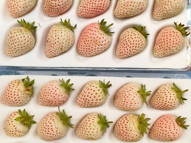 【搶先開賣｜夢幻系無毒白草莓(15-20入)ｘ2盒】草莓界的白寶石，一口就被香氣收服