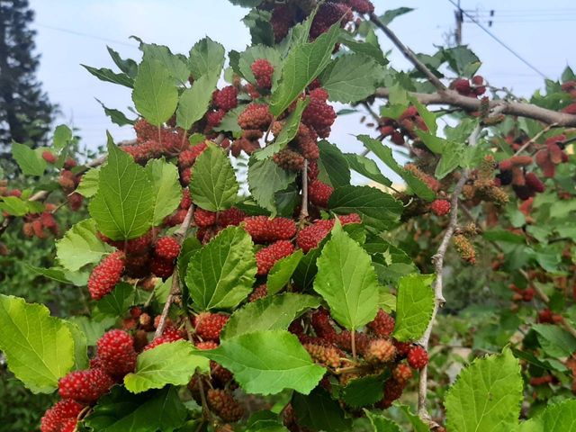 【好評預購！嘉義義竹 無毒鮮凍桑葚(冷凍)】已篩選清洗桑椹 做冰沙製果醬都方便