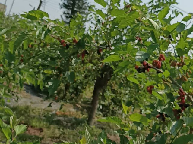 【好評預購！嘉義義竹 無毒鮮凍桑葚(冷凍)】已篩選清洗桑椹 做冰沙製果醬都方便