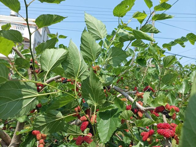 【好評預購！嘉義義竹 無毒鮮凍桑葚(冷凍)】已篩選清洗桑椹 做冰沙製果醬都方便