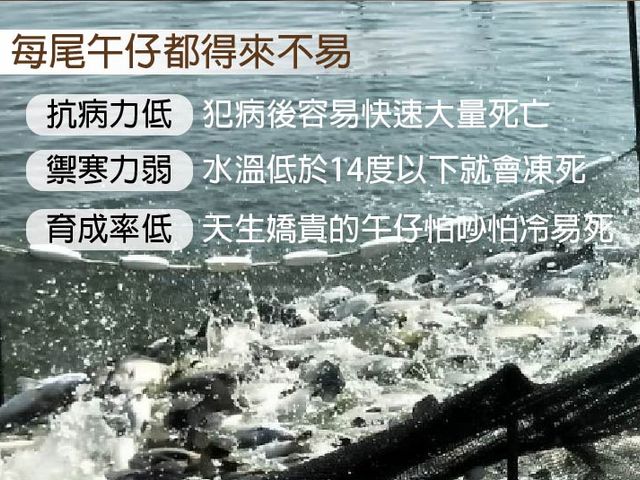 【鱸好家 | 午仔魚一夜干 240g】油脂細緻、肉質鮮甜，簡單香煎就很美味