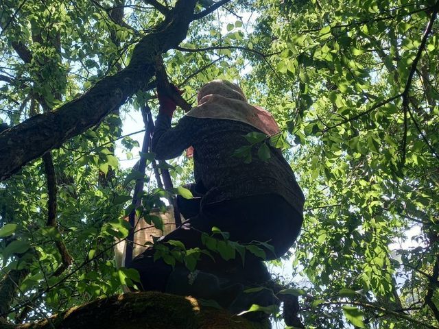 【預購！台南梅嶺 結實纍纍手採青梅(小果)】小果脆梅首選｜肉厚籽小｜現在正是做脆梅的時候