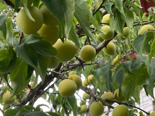 【預購！台南梅嶺 結實纍纍手採青梅(小果)】小果脆梅首選｜肉厚籽小｜現在正是做脆梅的時候