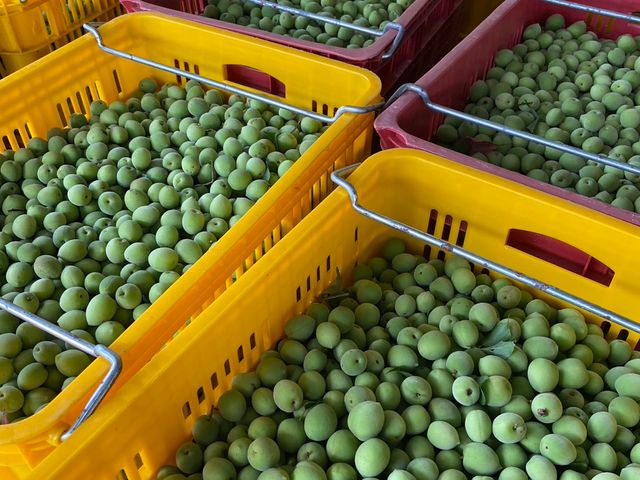 【預購！台南梅嶺 結實纍纍手採青梅(小果)】小果脆梅首選｜肉厚籽小｜現在正是做脆梅的時候