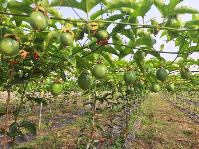 【產地直送！高雄燕巢 C多多的有機百香果】果肉飽滿 香氣炸裂 酸甜好滋味