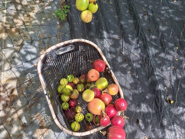 【產地直送！高雄燕巢 C多多的有機百香果】果肉飽滿 香氣炸裂 酸甜好滋味