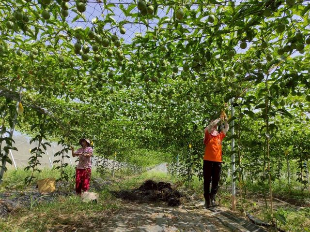 【產地直送！高雄燕巢 C多多的有機百香果】果肉飽滿 香氣炸裂 酸甜好滋味