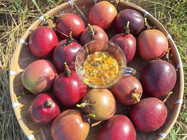 【產地直送！高雄燕巢 C多多的有機百香果】果肉飽滿 香氣炸裂 酸甜好滋味