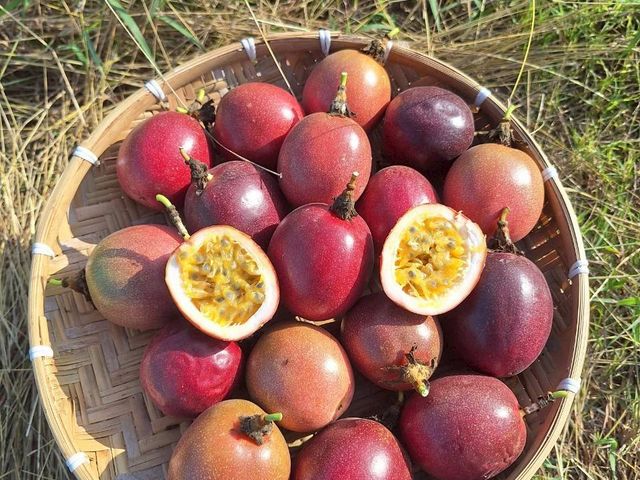 【產地直送！高雄燕巢 C多多的有機百香果】果肉飽滿 香氣炸裂 酸甜好滋味