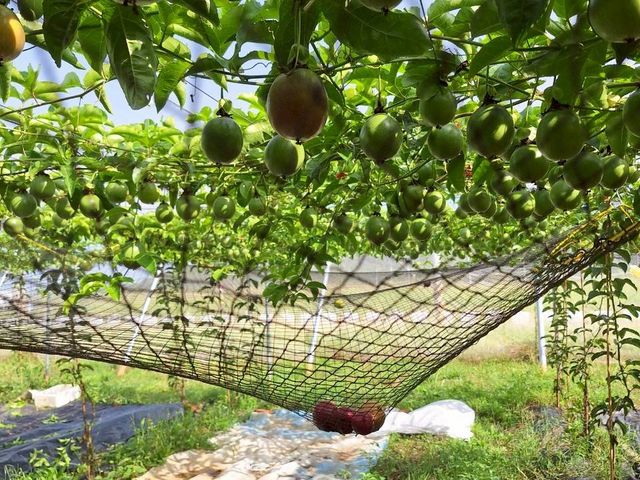 【產地直送！高雄燕巢 C多多的有機百香果】果肉飽滿 香氣炸裂 酸甜好滋味