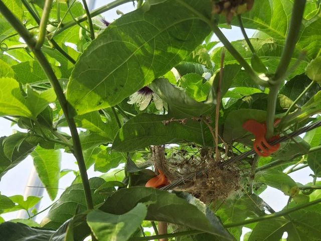 【產地直送！高雄燕巢 C多多的有機百香果】果肉飽滿 香氣炸裂 酸甜好滋味