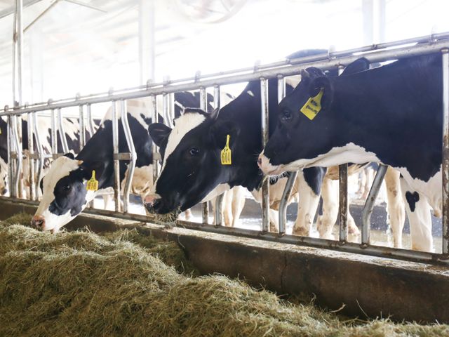 【鮮奶訂閱組合- 9大罐】80年的堅持，只為一罐好鮮奶。