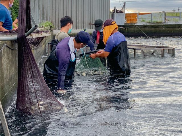 【富春水產 大尾極品公香魚冷凍盒裝(7~8尾)】宜蘭在地養殖香魚｜日本料理等級嚴選