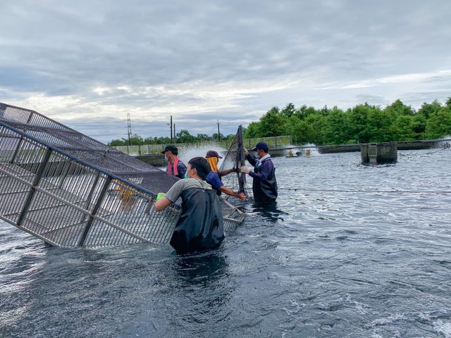 【富春水產 大尾極品公香魚冷凍盒裝(7~8尾)】宜蘭在地養殖香魚｜日本料理等級嚴選