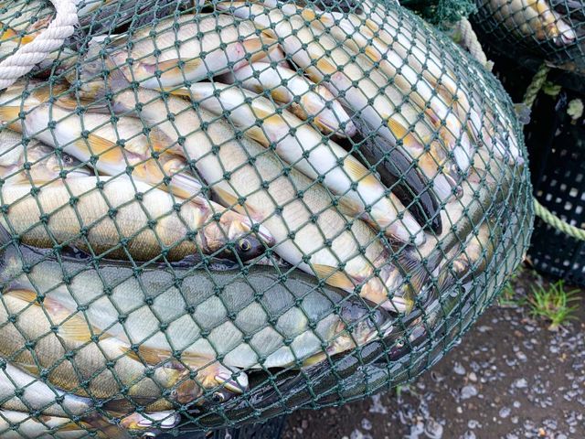 【富春水產 大尾極品公香魚冷凍盒裝(7~8尾)】宜蘭在地養殖香魚｜日本料理等級嚴選