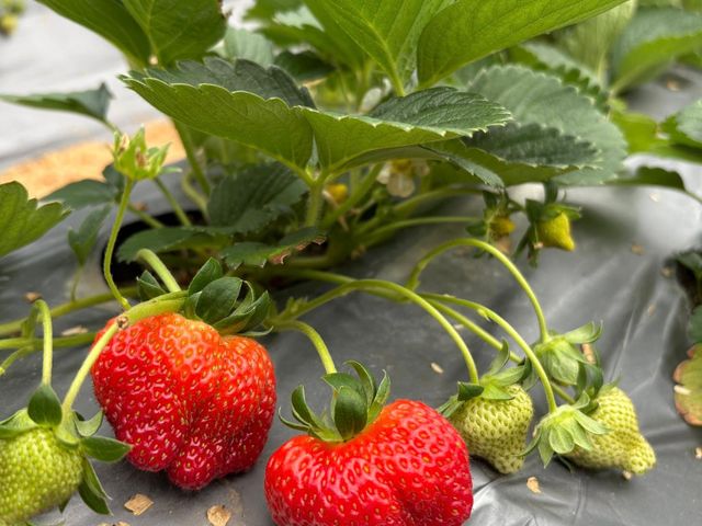 【嚴選！ 新竹關西 有機草莓】打造成草莓界的「敬遠」