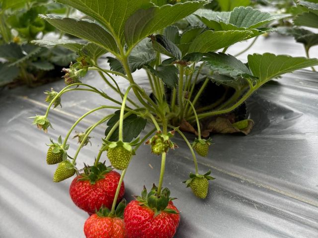 【嚴選！ 新竹關西 有機草莓】打造成草莓界的「敬遠」